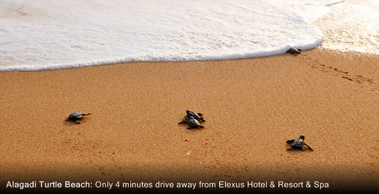Elexus Hotel & Resort & Spa