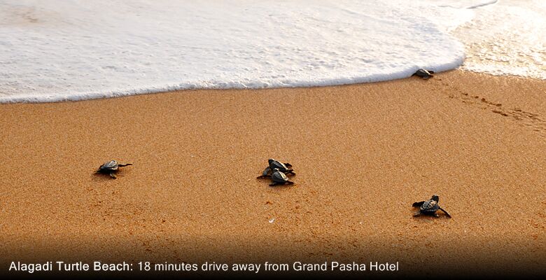 Grand Pasha Hotel & Casino