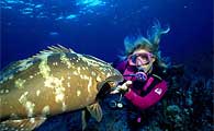 Diving Holiday