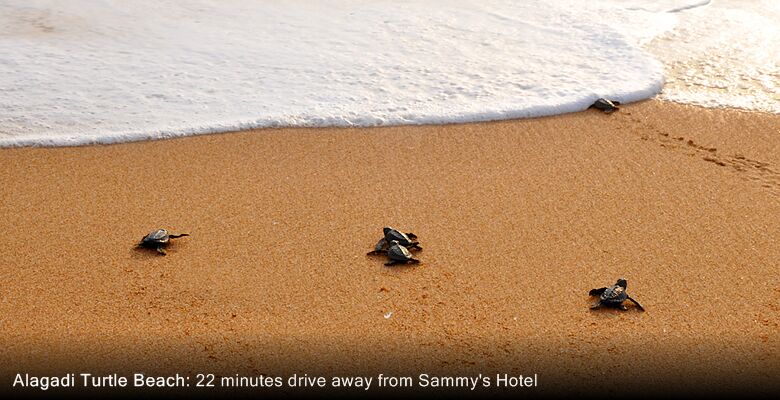 Sammy's Hotel