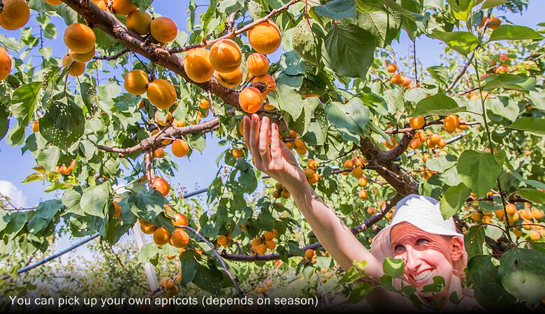 You can pick up your own apricots (depends on season)