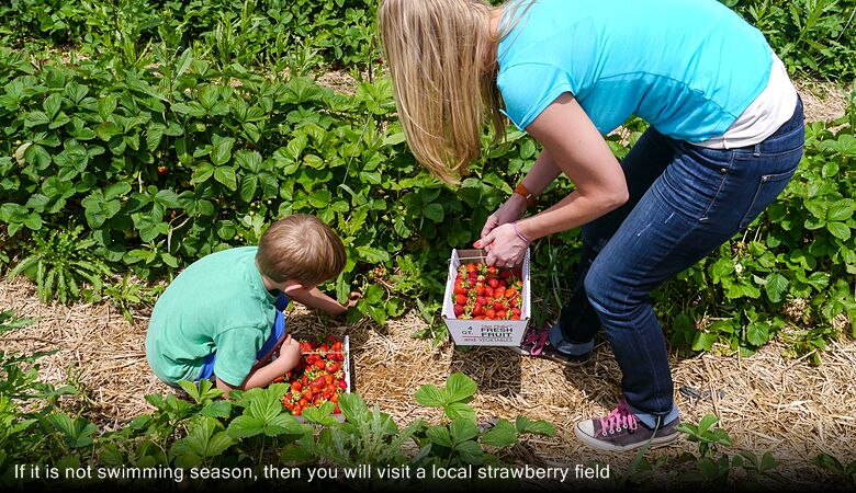 If it is not swimming season, then you will visit a local strawberry field