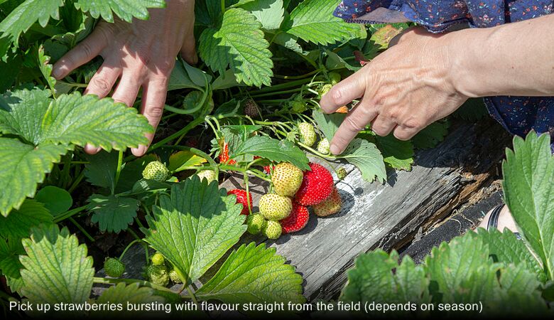 Pick up strawberries bursting with flavour straight from the field (depends on season)