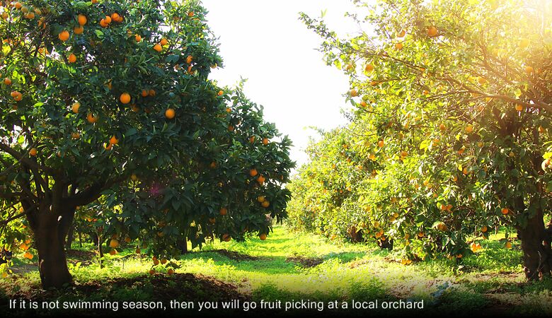 If it is not swimming season, then you will go fruit picking at a local orchard