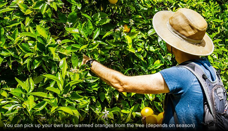 You can pick up your own sun-warmed oranges from the tree (depends on season)