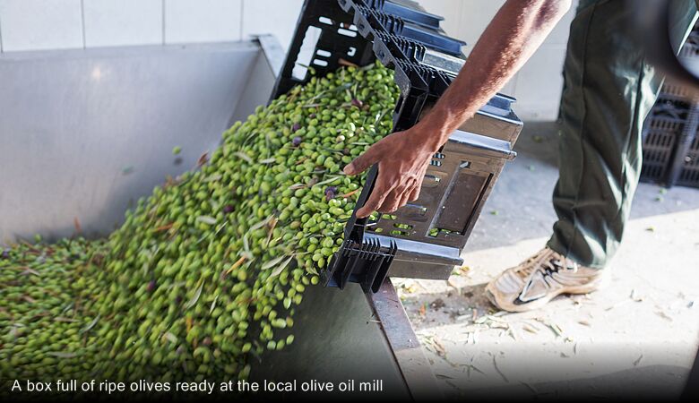 A box full of ripe olives ready at the local olive oil mill