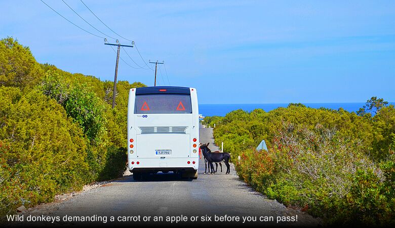 Wild donkeys demanding a carrot or an apple or six before you can pass!