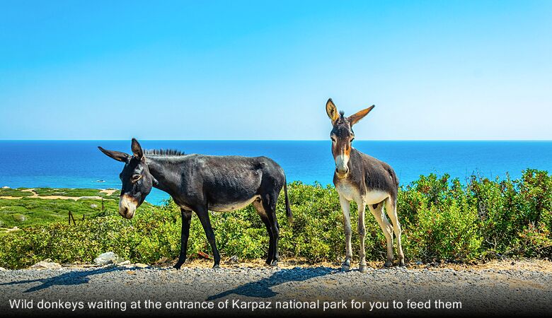 Wild donkeys waiting at the entrance of Karpaz national park for you to feed them