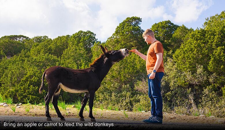 Bring an apple or carrot to feed the wild donkeys