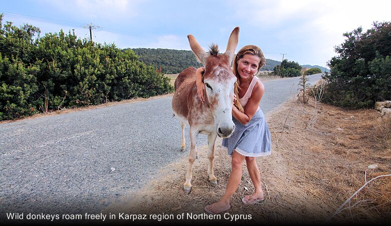 Wild donkeys roam freely in Karpaz region of Northern Cyprus